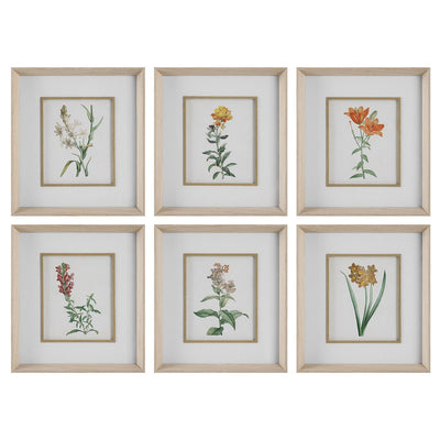 Uttermost - 32284 - Framed Prints Set/6 - Classic Botanicals - Pine Wood