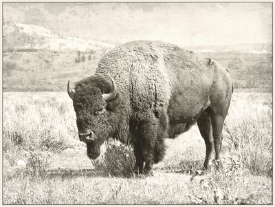Renwil - OL1485 - Canvas - North Range - Matte