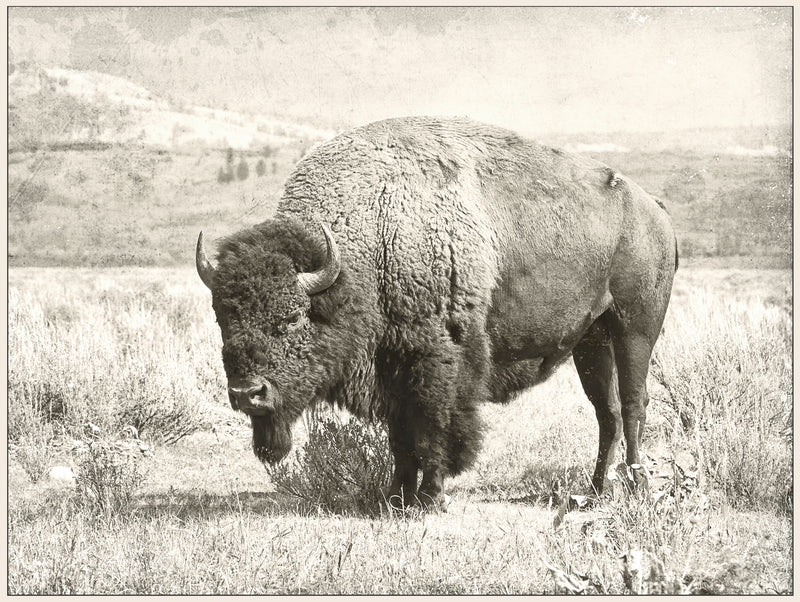 Renwil - OL1485 - Canvas - North Range - Matte